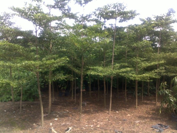 bang-dai-lpan-600x450